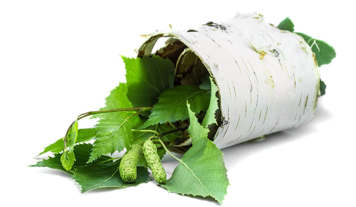 Birch et cortex extrait dans le cadre de la crème démyxil
